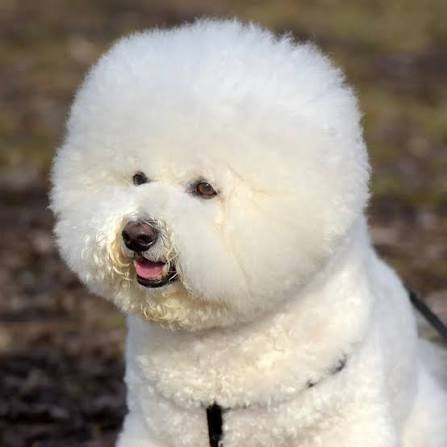 Bichon FrisΓ© puppy available in Delhi NCR