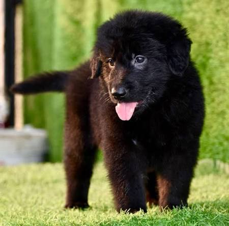 Black German Shepherd puppy available in Delhi NCR