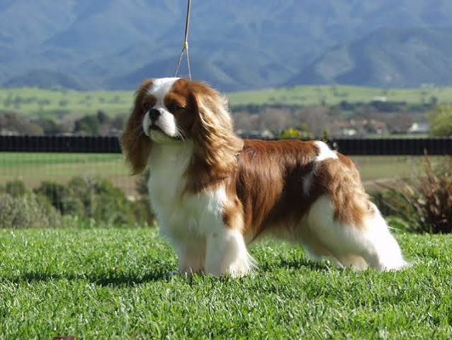 Cavalier King Charles Spaniel puppy available in Delhi NCR