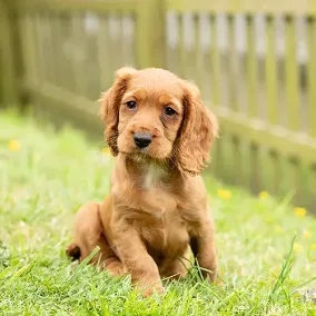 Cocker Spaniel puppy available in Delhi NCR