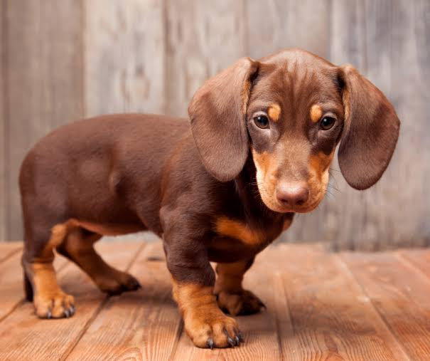 Dachshund puppy available in Delhi NCR