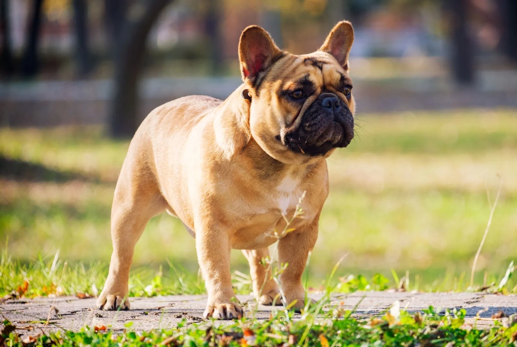 French Bulldog puppy available in Delhi NCR