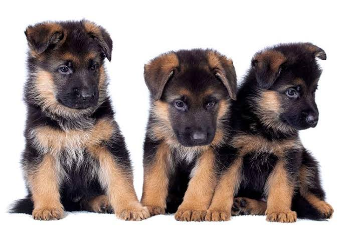German Shepherd puppy available in Delhi NCR