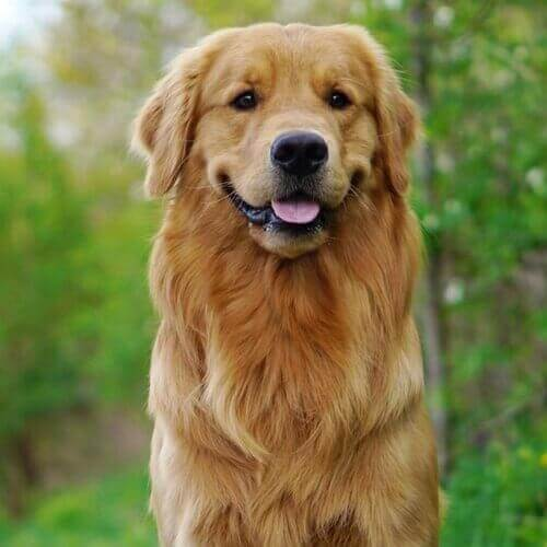 Golden Retriever puppy available in Delhi NCR