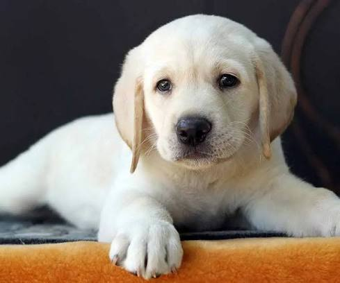 Labrador puppy available in Delhi NCR