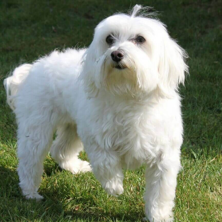 Maltese puppy available in Delhi NCR