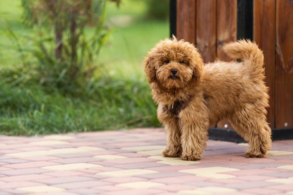Maltipoo puppy available in Delhi NCR