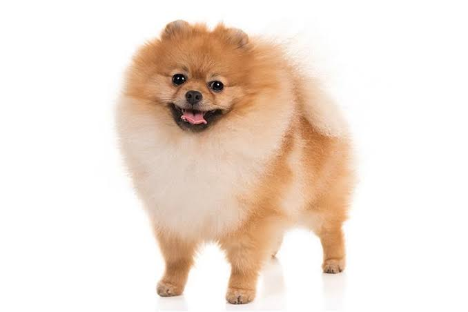Pomeranian puppy available in Delhi NCR