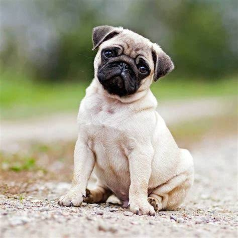 Pug puppy available in Delhi NCR