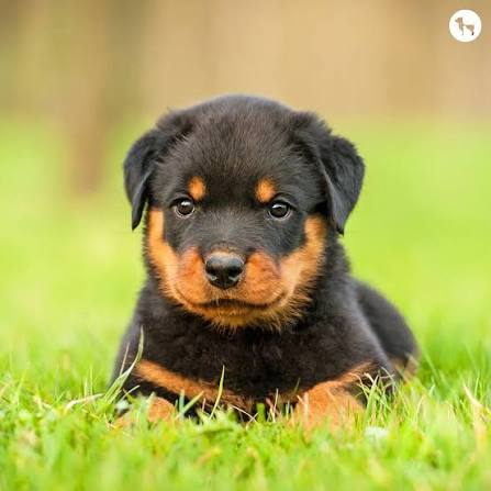 Rottweiler puppy available in Delhi NCR