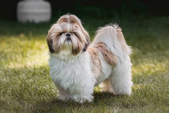 Shih Tzu puppy available in Delhi NCR