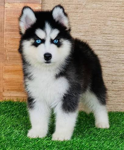 Siberian Husky puppy available in Delhi NCR