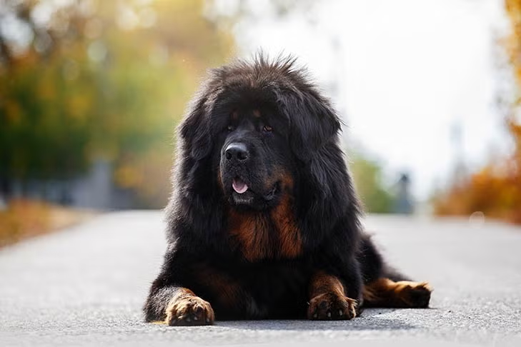 Tibetan Mastiff puppy available in Delhi NCR