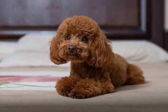 Toy Poodle puppy available in Delhi NCR